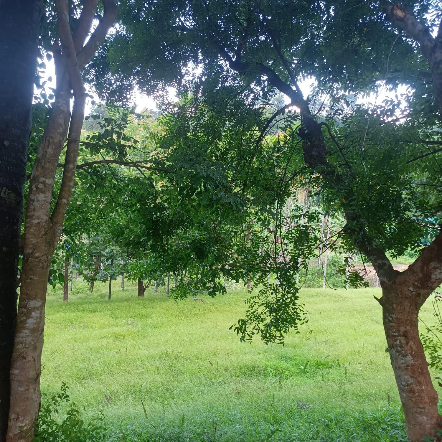 Attappādi Padavayal Greens מראה חיצוני תמונה
